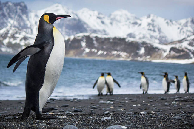 الگوریتم پنگوئن و کارکرد آن