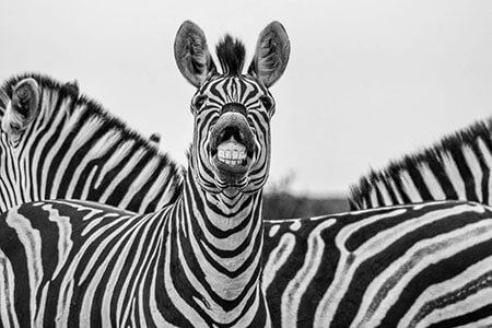 الگوریتم گورخر گوگل