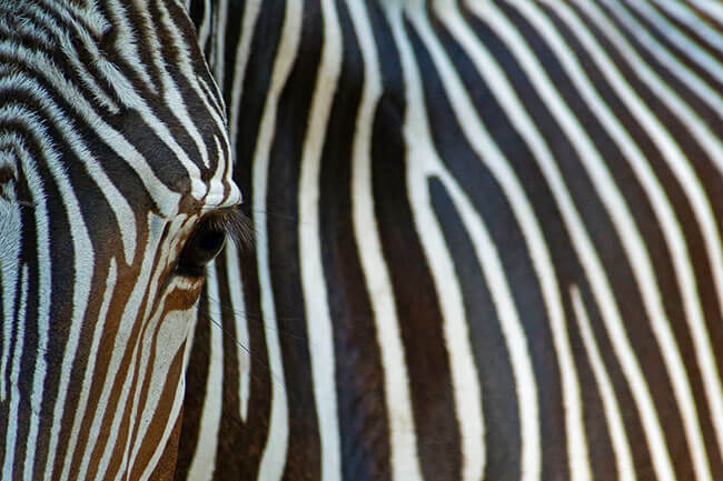 الگوریتم گورخر google zebra