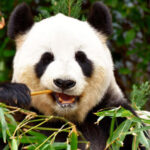 الگوریتم پاندا google panda