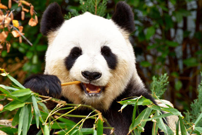 الگوریتم پاندا google panda