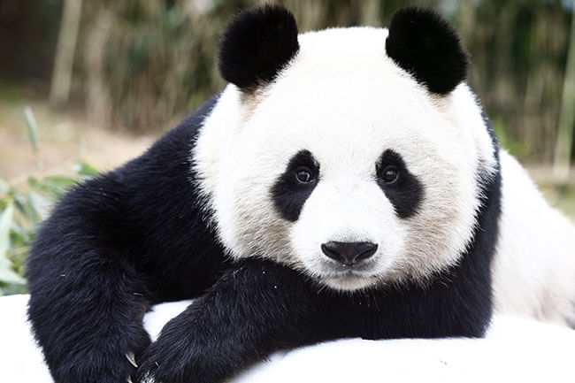 الگوریتم پاندای گوگل